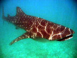 Image of whale sharks