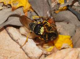 Imagem de Philanthus triangulum (Fabricius 1775)