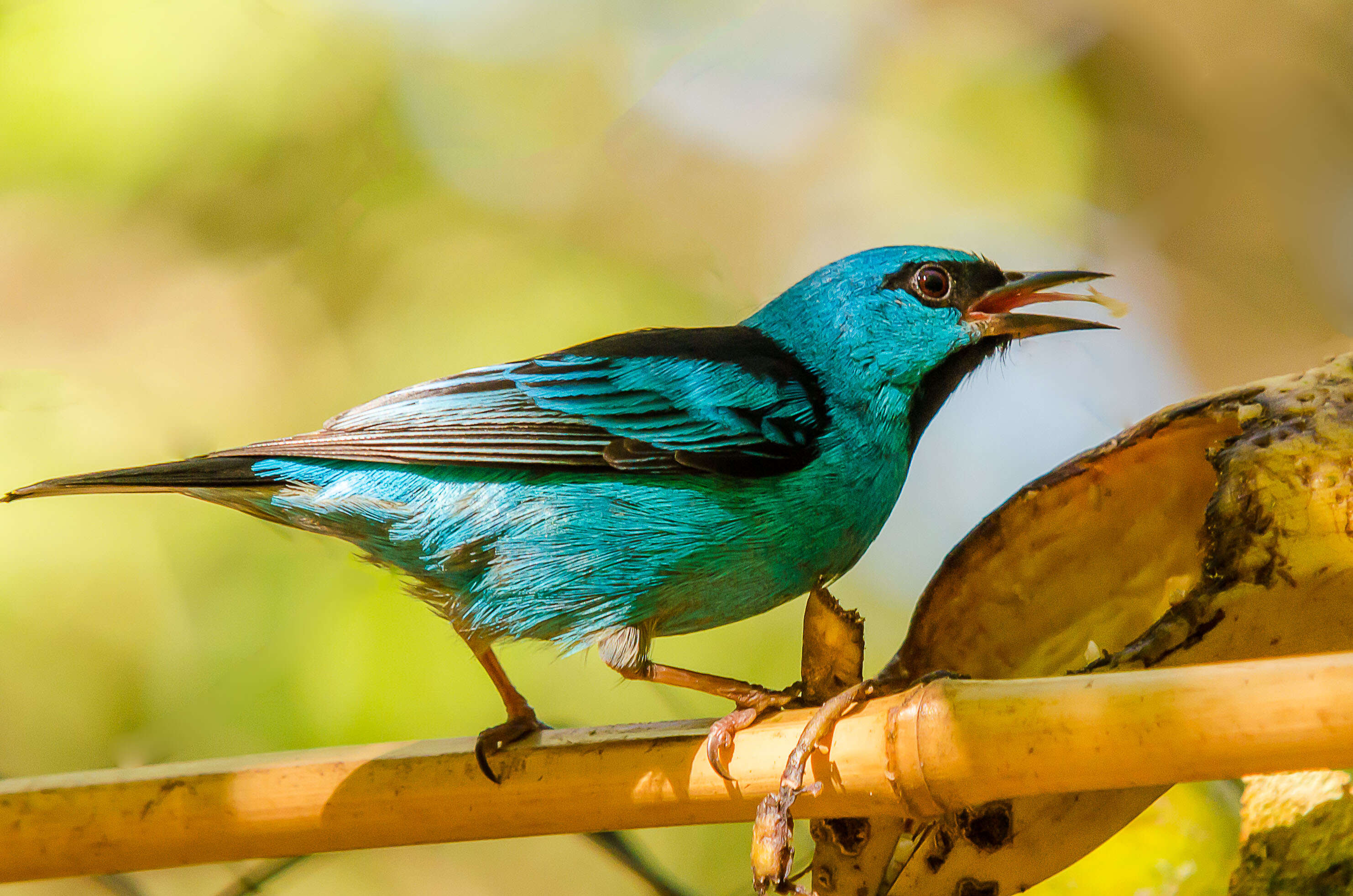 Imagem de Dacnis cayana (Linnaeus 1766)