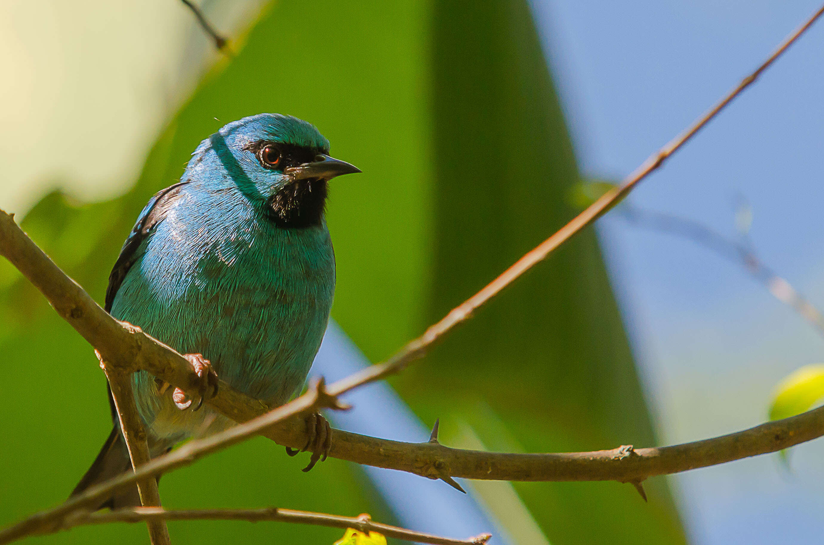 Imagem de Dacnis cayana (Linnaeus 1766)