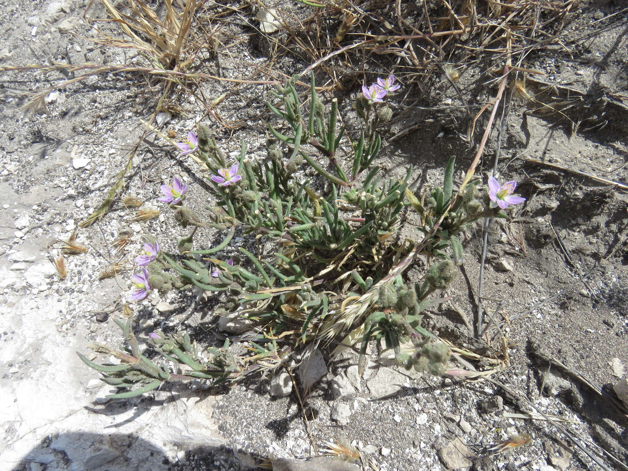 Image of sticky sandspurry