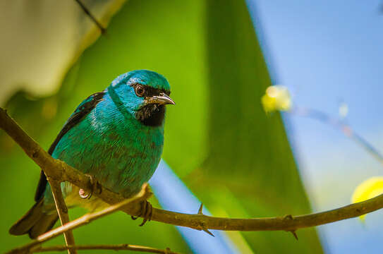 Imagem de Dacnis cayana (Linnaeus 1766)