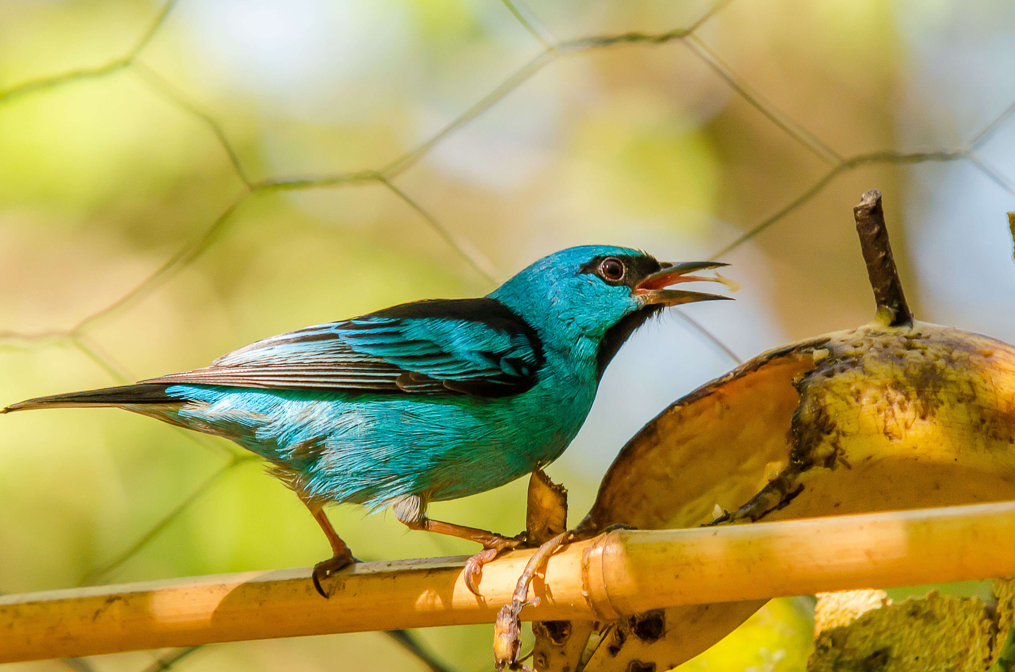 Imagem de Dacnis cayana (Linnaeus 1766)