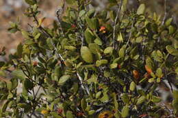 Image of Berberis claireae R. Moran