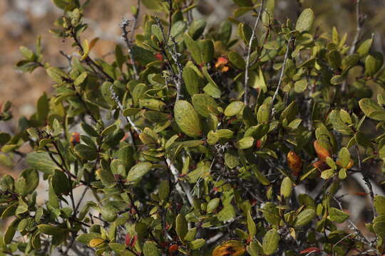 Image of Berberis claireae R. Moran