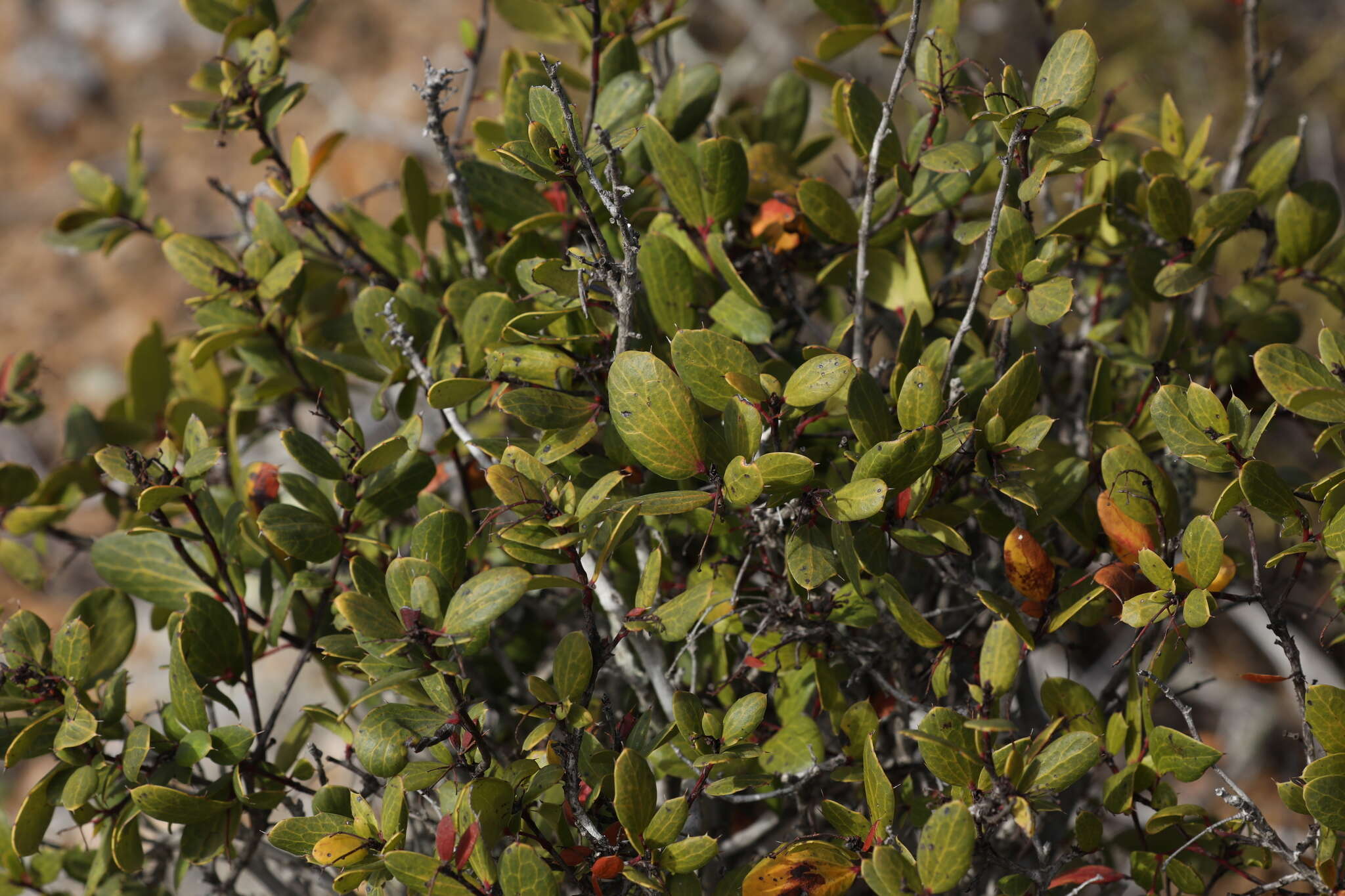 Berberis claireae R. Moran的圖片