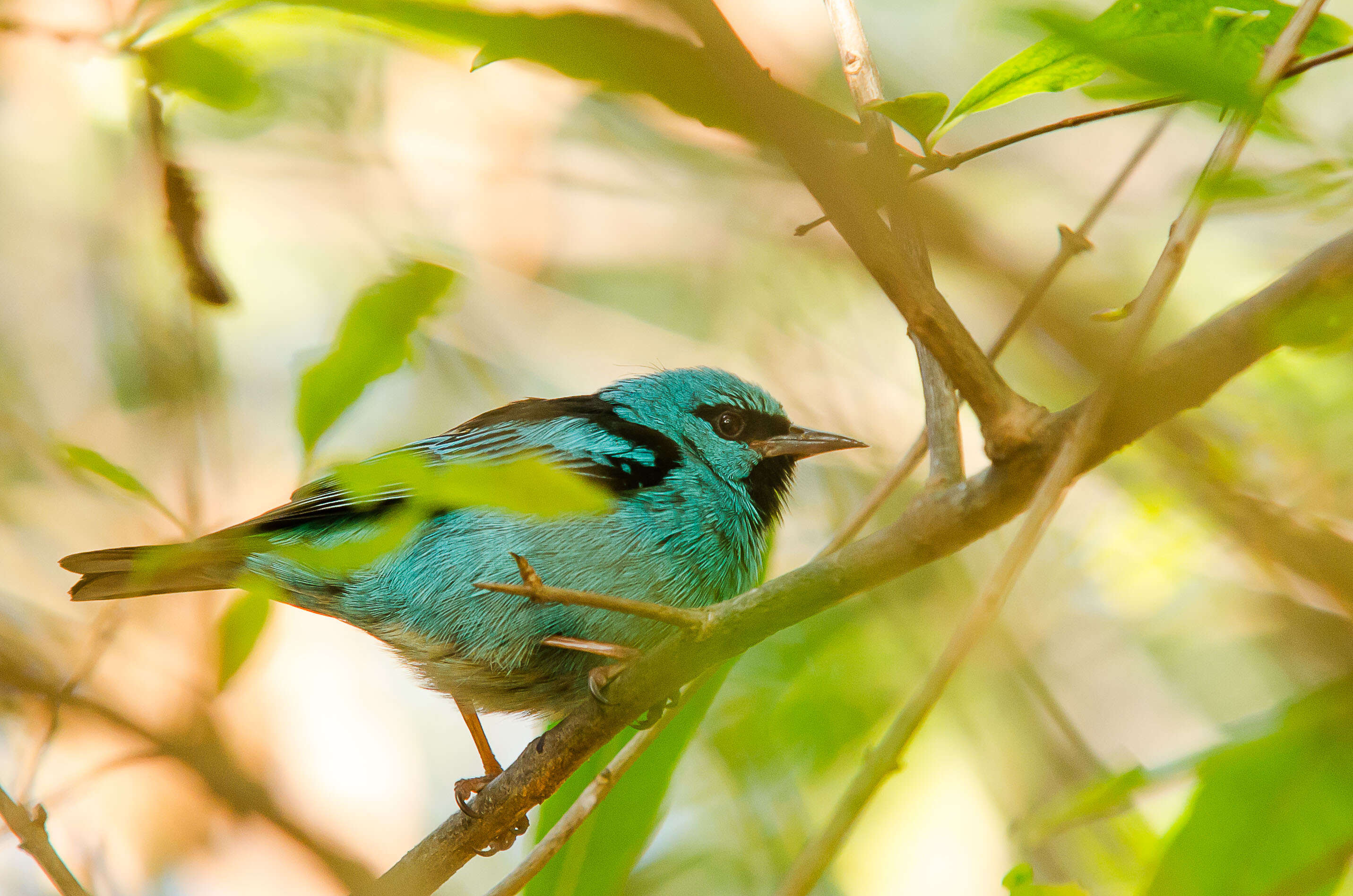 Imagem de Dacnis cayana (Linnaeus 1766)