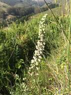 Image of California larkspur