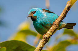 Imagem de Dacnis cayana (Linnaeus 1766)