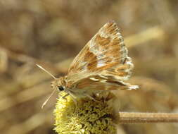 Image of Muschampia baeticus