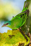 Image of Blue Dacnis