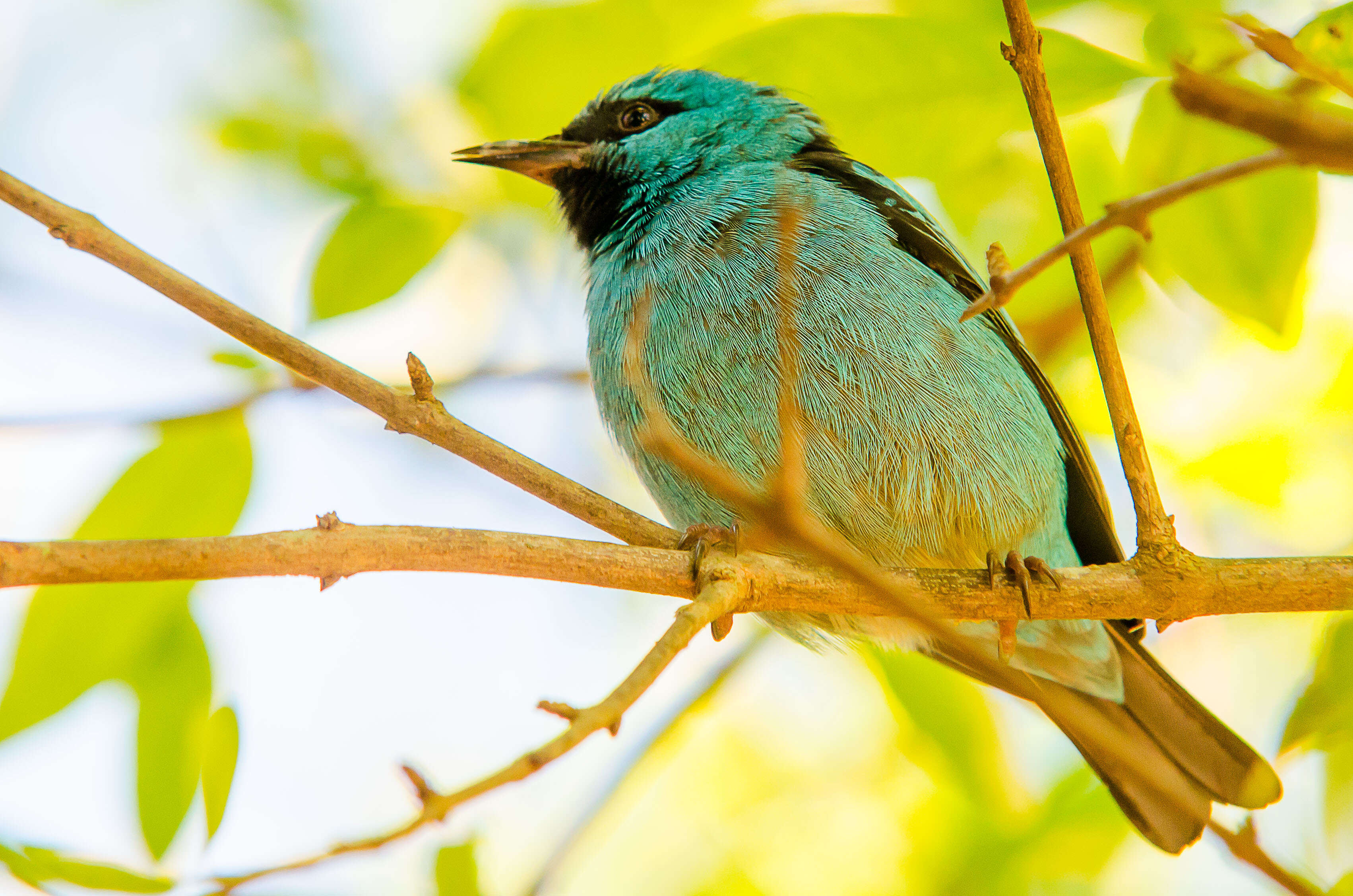 Imagem de Dacnis cayana (Linnaeus 1766)