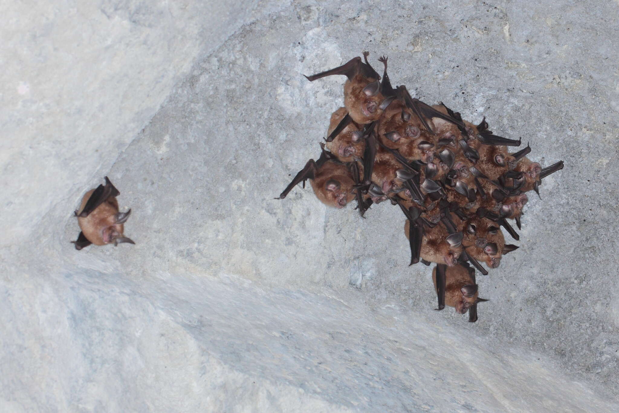 Image of Chinese Horseshoe Bat