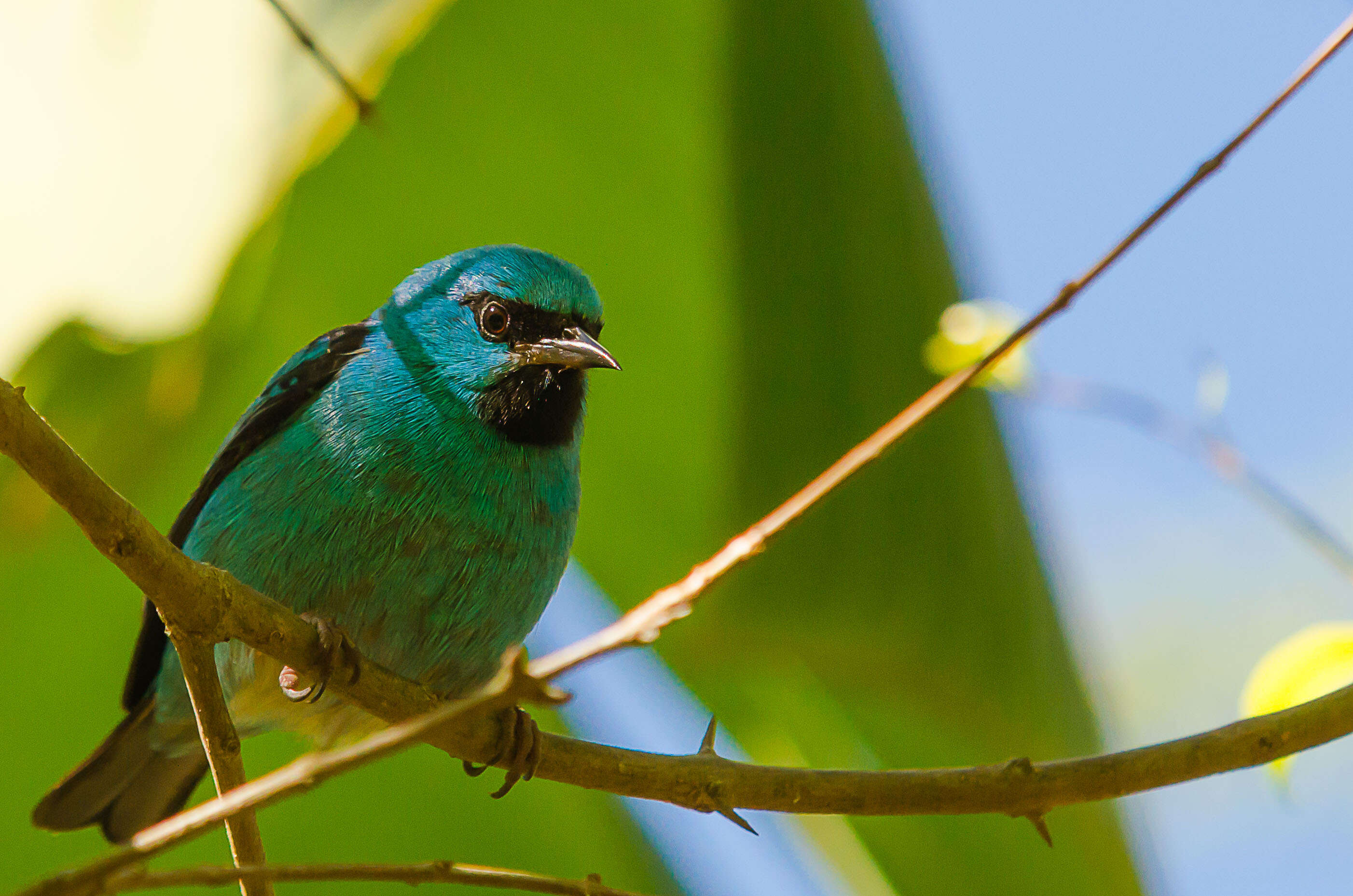 Image of Blue Dacnis