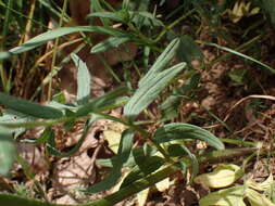 Image de Valeriana stolonifera subsp. angustifolia