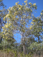 Acacia aulacocarpa A. Cunn. ex Benth. resmi