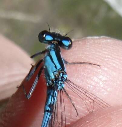 Image of Marsh Bluet