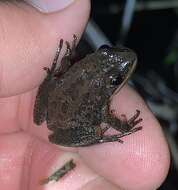 Image of Southern Chorus Frog