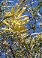 Acacia aulacocarpa A. Cunn. ex Benth. resmi