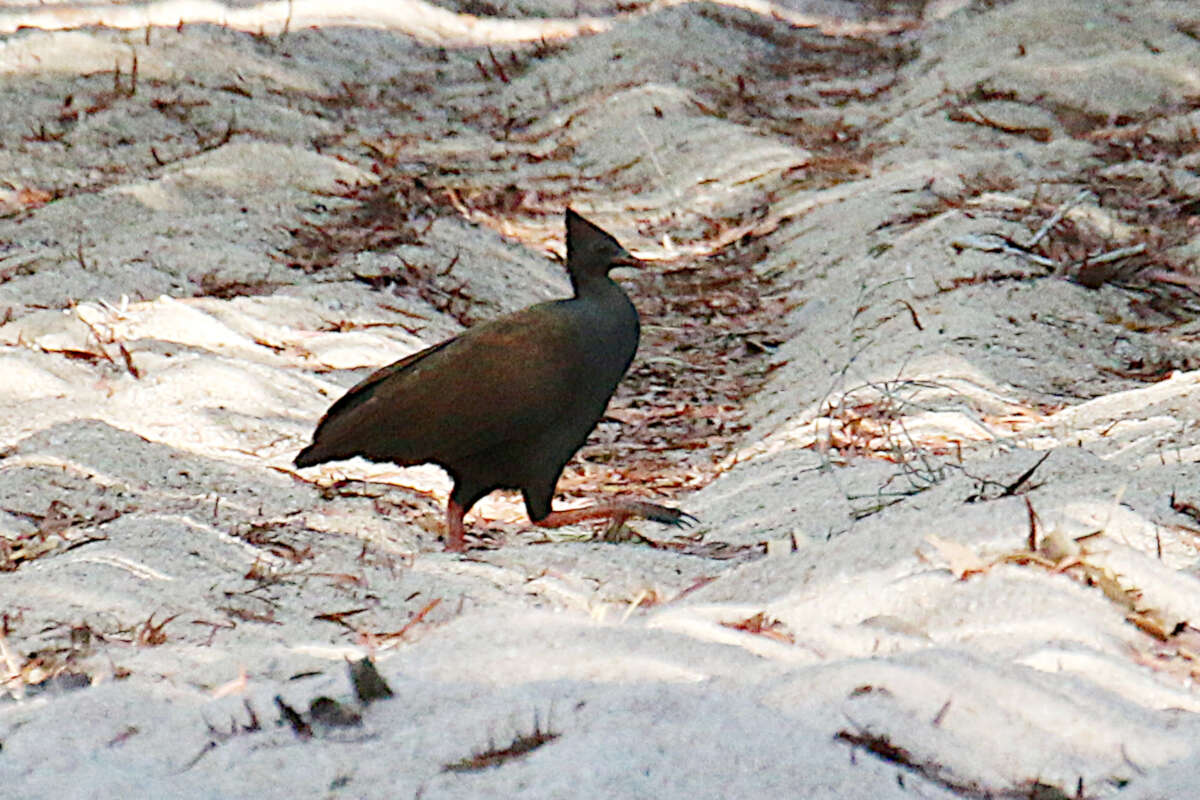 Image of Megapodius reinwardt yorki Mathews 1929