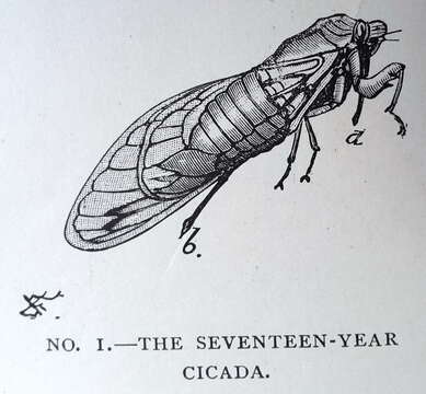 Image of Decim Periodical Cicada