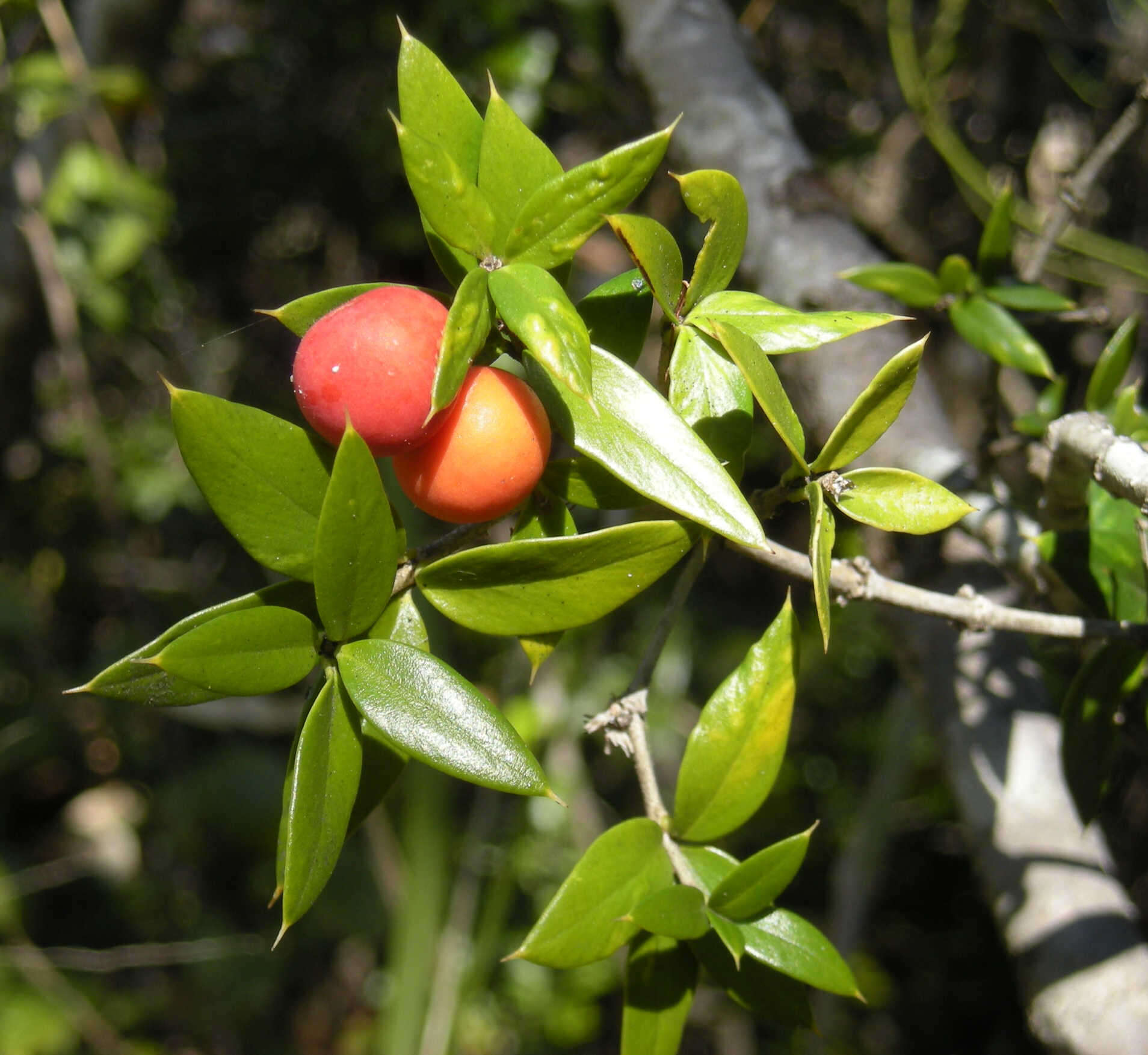 Image of Alyxia ruscifolia R. Br.