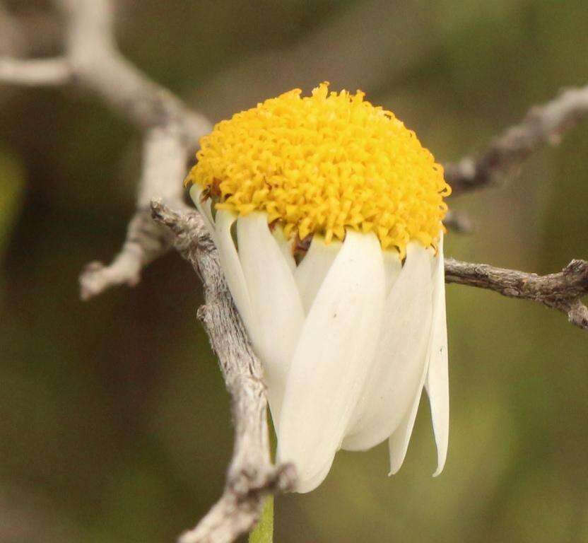 Image of Phymaspermum leptophyllum (DC.) Benth. & Hook. fil.