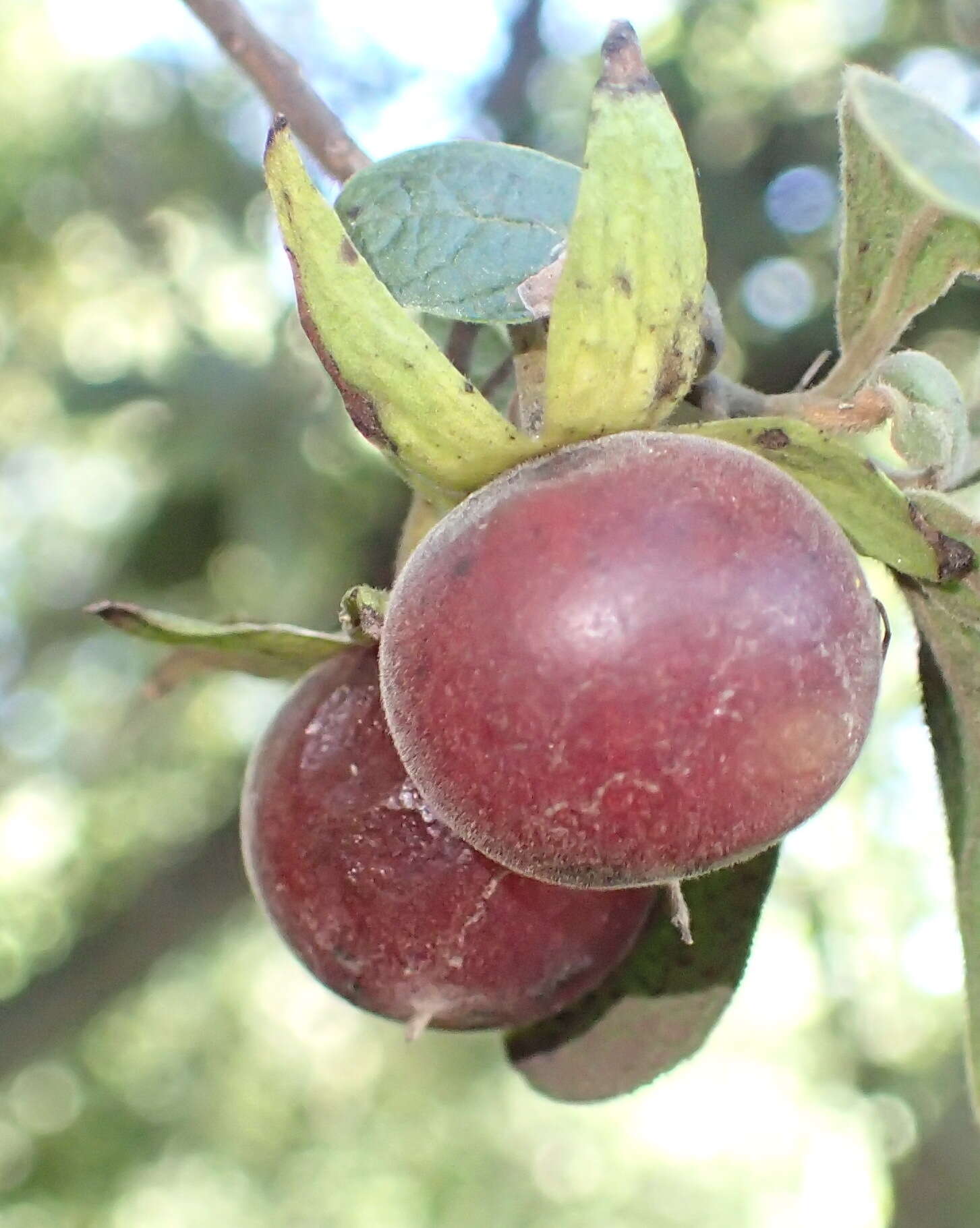 Sivun Diospyros lycioides Desf. kuva