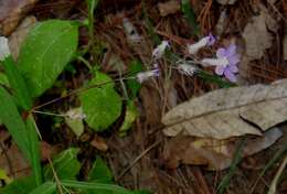 Image of Cuphea empetrifolia Rose