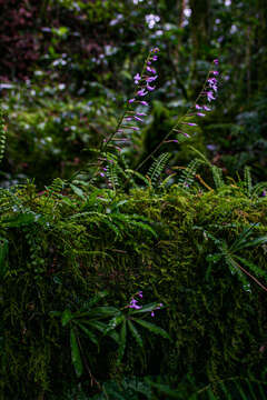 Image of Stenoglottis zambesiaca Rolfe