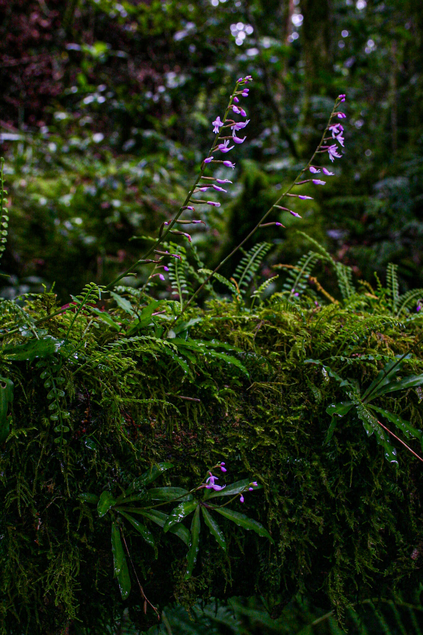 Image de Stenoglottis zambesiaca Rolfe