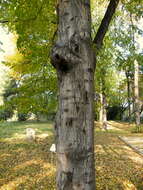 Image of European hornbeam