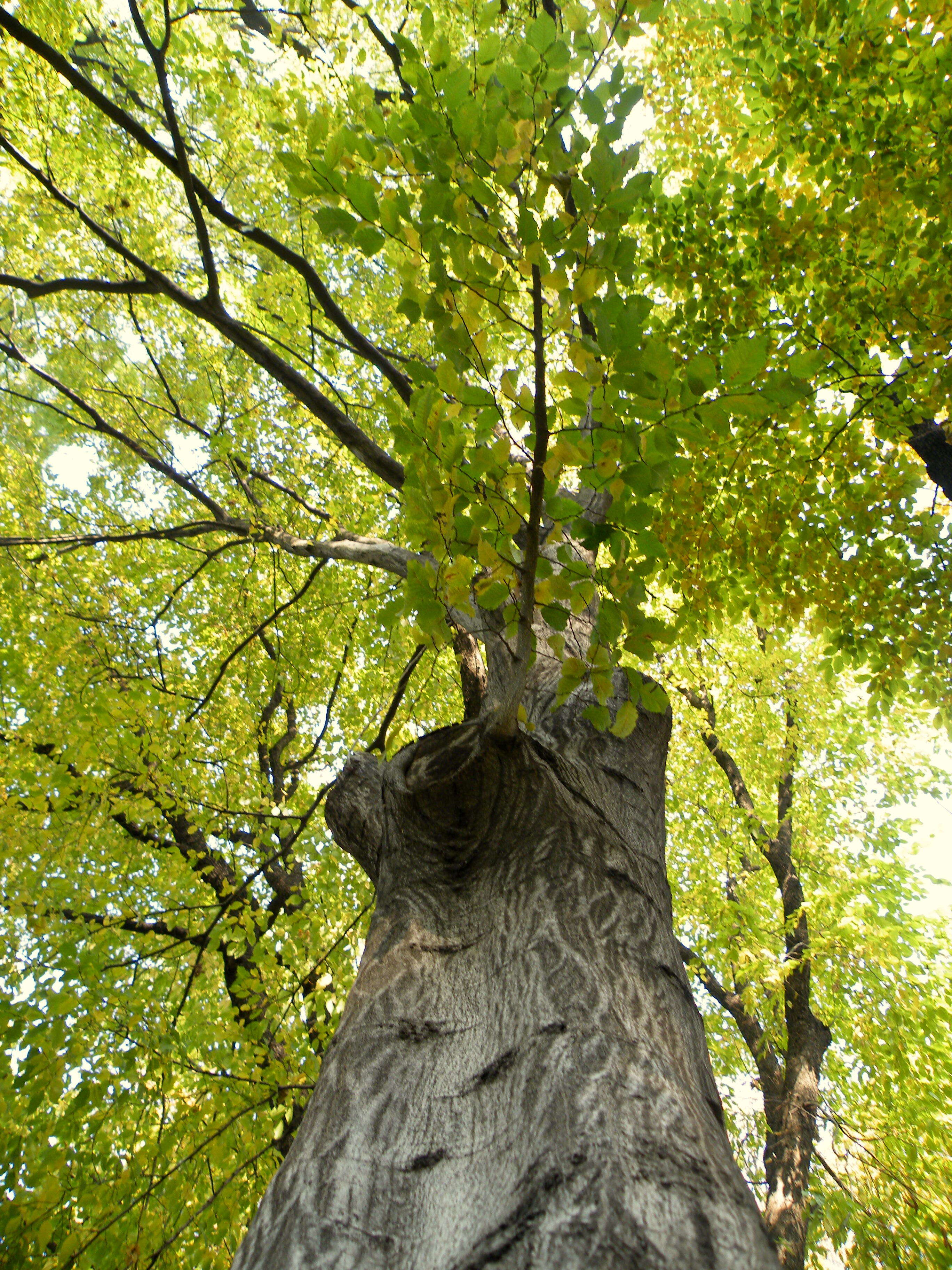 Image of European hornbeam