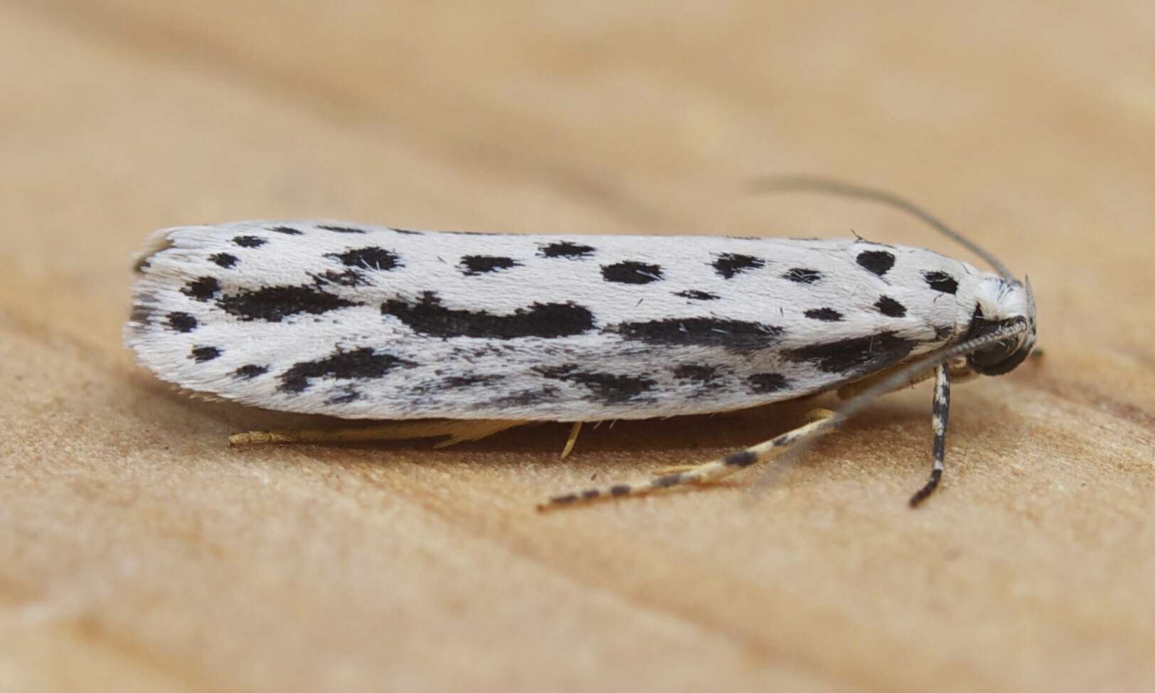 Image of Zeller's Ethmia Moth