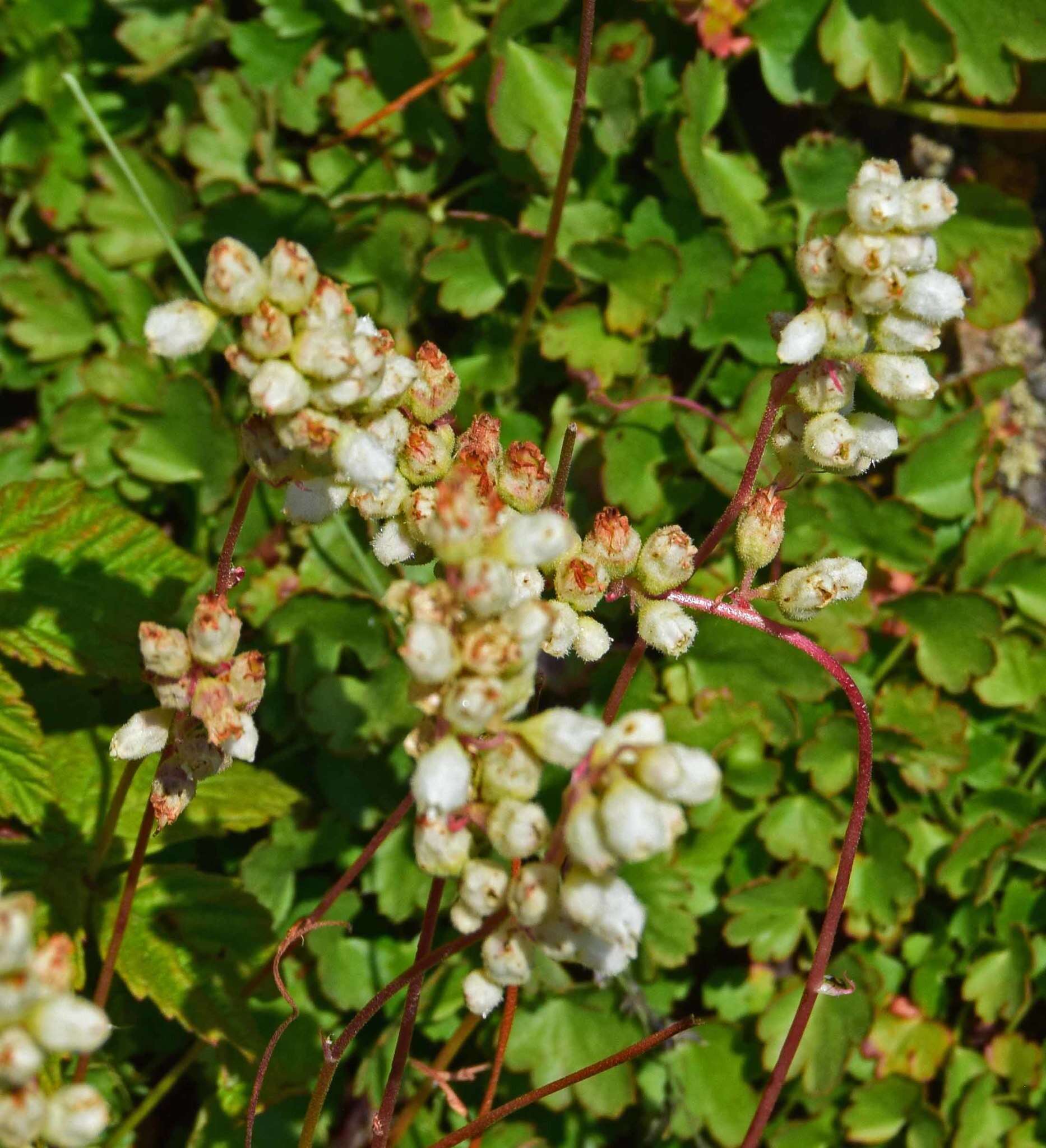 Image of Front Range alumroot