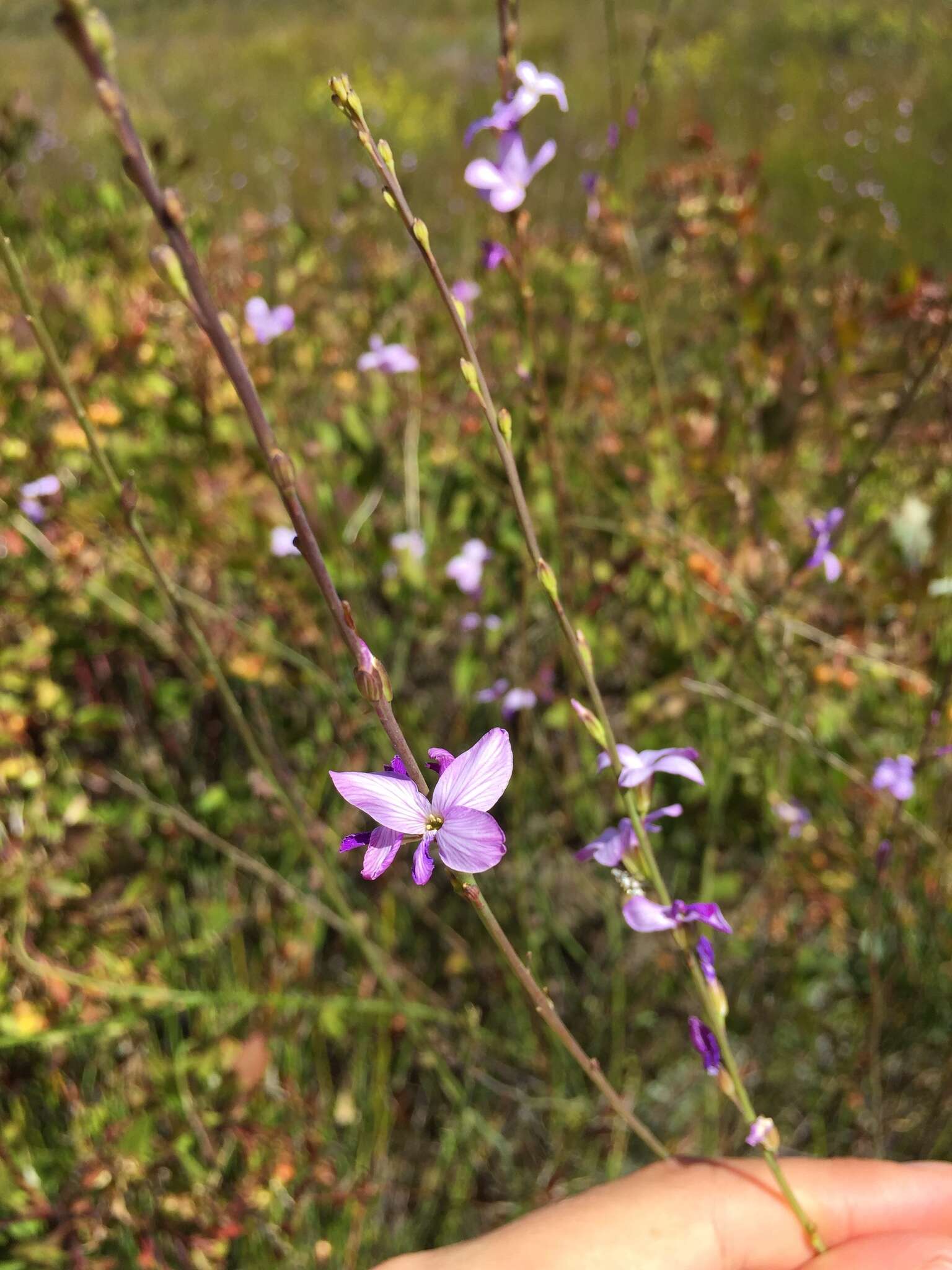 Image de Heliophila maraisiana Al-Shehbaz & Mummenhoff