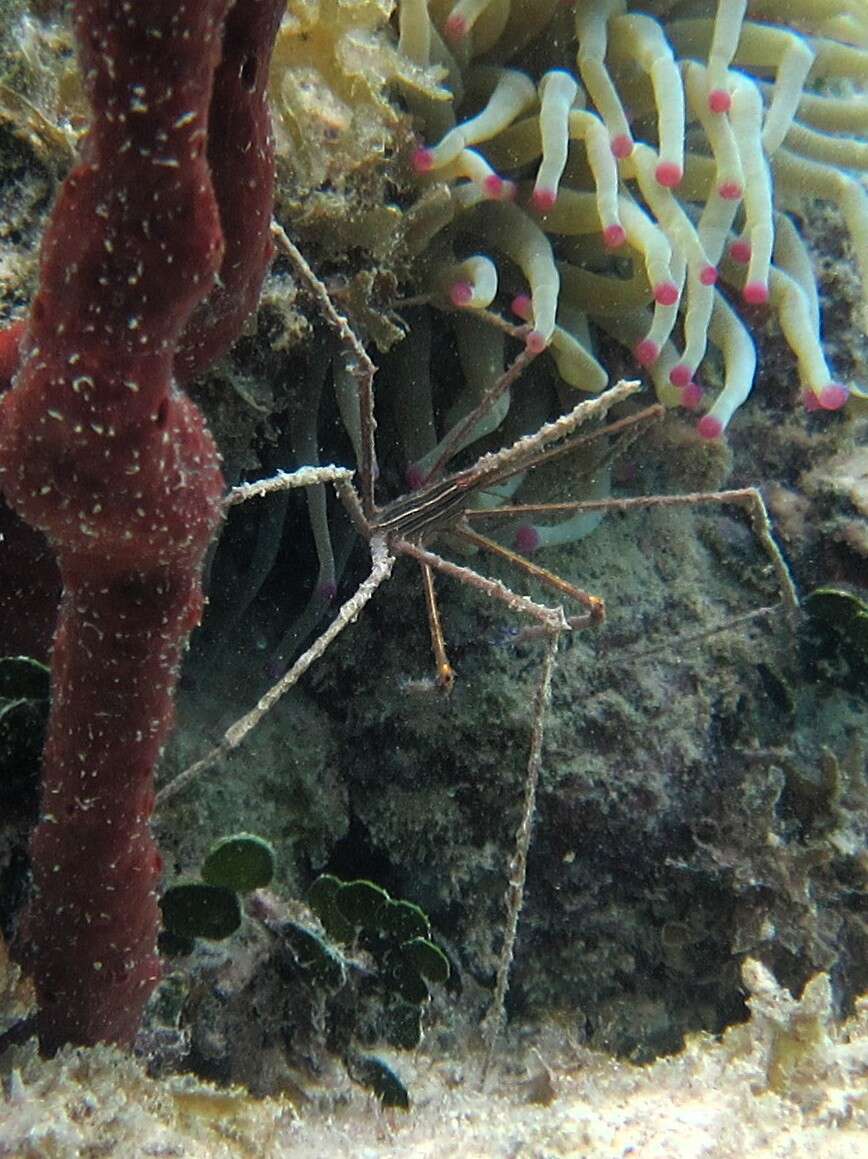 Image of Yellowline Arrow Crab