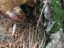 Image of Clinton’s boletus