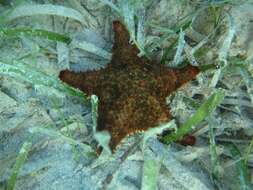 Image of Red cushion sea star