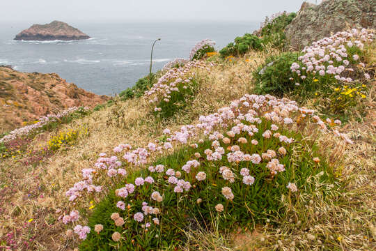 Image of Armeria berlengensis Daveau