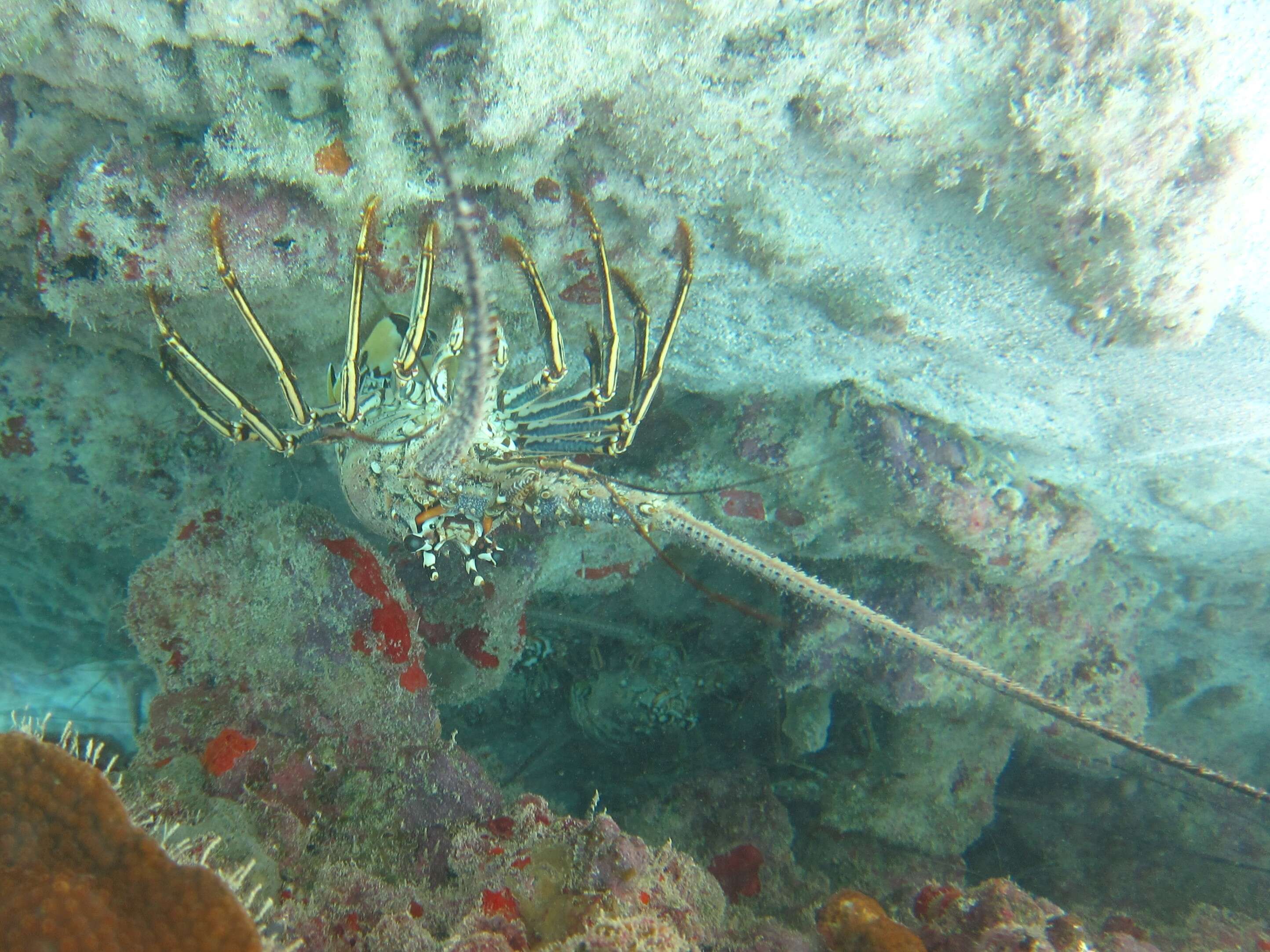 Image of Caribbean Spiny Lobster