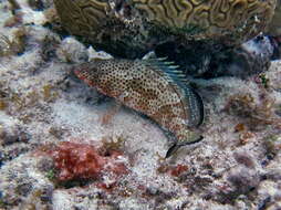 Image of Red Grouper