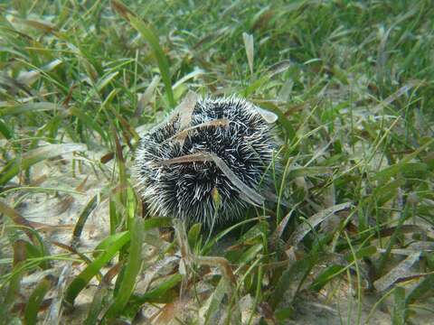 Image of West Indian sea egg