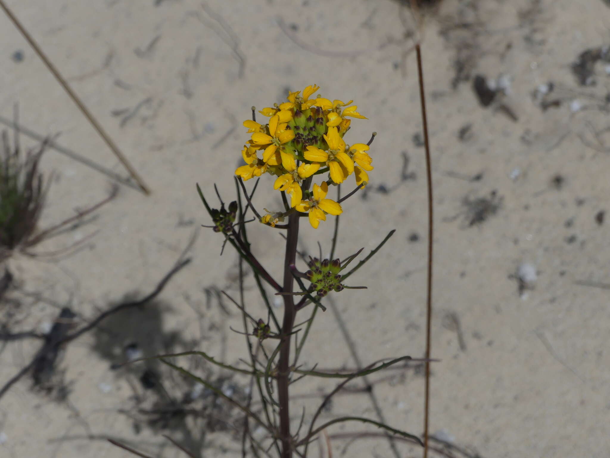 Image of Ben Lomond wallflower