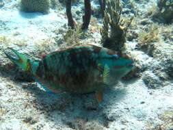 Image of Dark Green Parrotfish