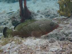 Image of Red Grouper