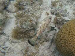 Image of Red Grouper