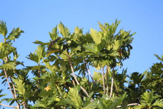 Image of White-rumped Swiftlet