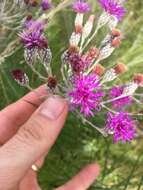 Image of woolly ironweed