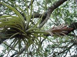 Image of Tillandsia didisticha (É. Morren) Baker